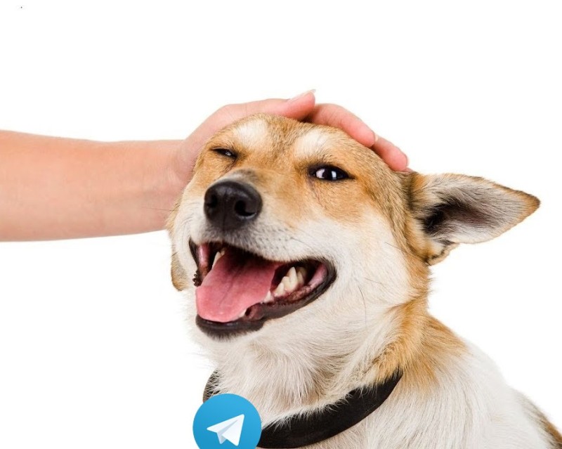 Create meme: dog , smiling dog, the dog is happy