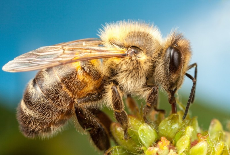 Create meme: bee , bee close-up, a bee from a wasp