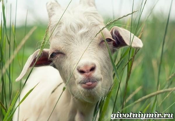 Create meme: goat animal, goat , baby goat