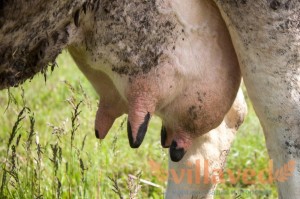 Create meme: abrasions of the udder in cows photo, the burn of the udder of the cow Hogweed, udder