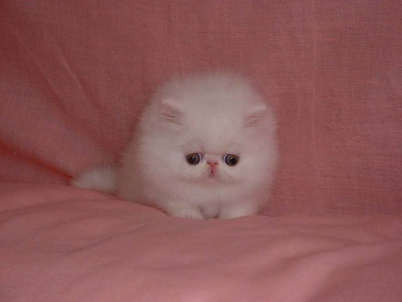 Create meme: Persian kittens , Persian cat , Persian kittens are small