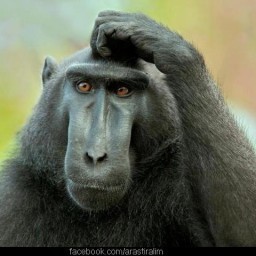 Create meme: pensive monkey , surprised monkey, The Celebes macaque