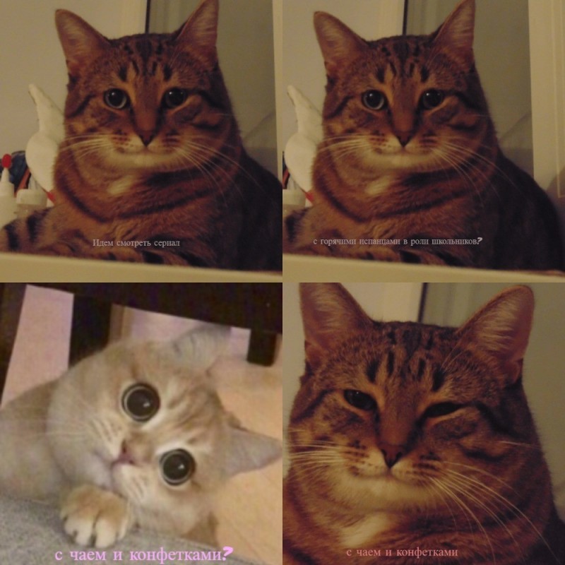 Create meme: meme with cats, memes with cats , happy cat meme