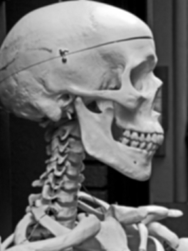 Создать мем: скелет шея, человеческий скелет, скелет черепа