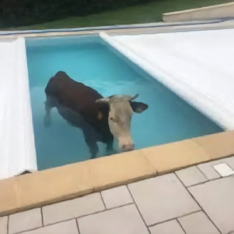 Create meme: humor , cows', in the pool 