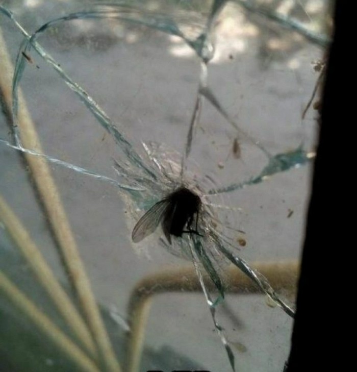 Create meme: a fly on the glass, fly , for airborne forces, a fly in the glass