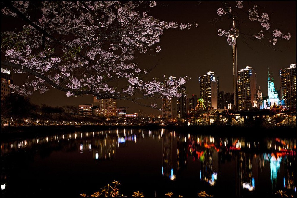 Create meme: night city Seoul South Korea, Republic of Korea Seoul, Sakura at night