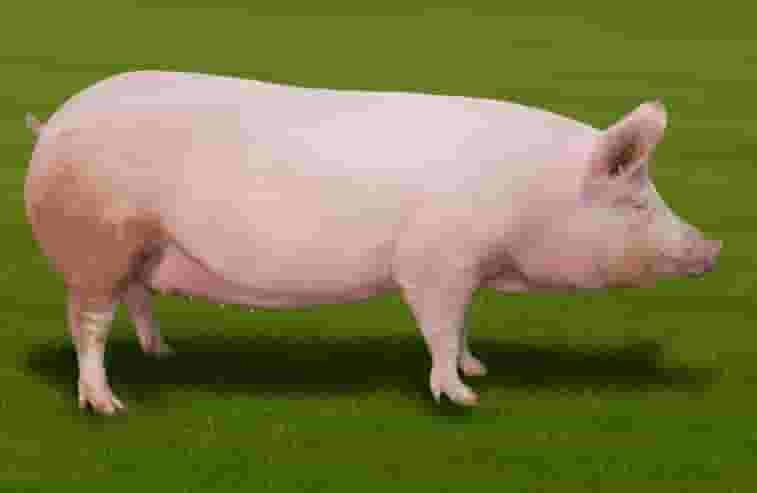 Create meme: porcine pig breed of pigs, large white breed of pigs, pig breeds