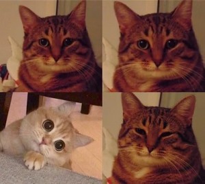 Create meme: cat, meme with four cats, cats