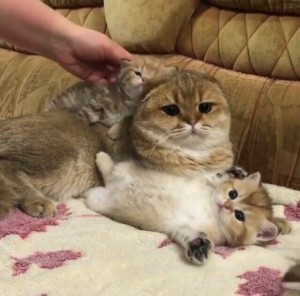 Создать мем: кошка и котенок, шотландская вислоухая золотая шиншилла, шотландские котята
