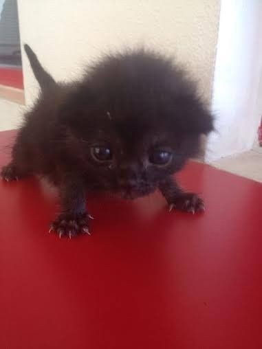 Create meme: the kitten is black, animals , wet black kitten
