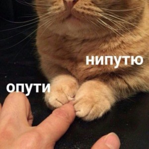 Создать мем: кот, опути, опути непутю