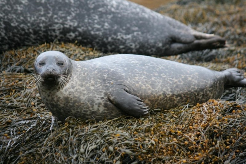 Create meme: common seal, marine seal, seal is a rare species