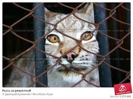 Create meme: face of a cat, lynx, cats wild