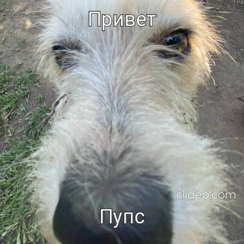 Create meme: cute animals, animals , doggie 