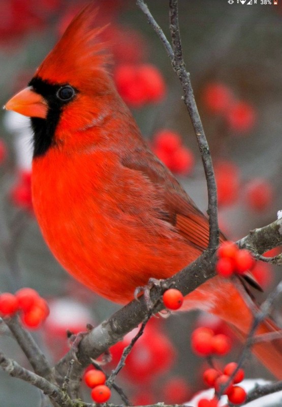 Create meme: cardinal bird, red cardinal bird, the bird is red