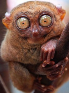 Create meme: unusual animals, tarsier