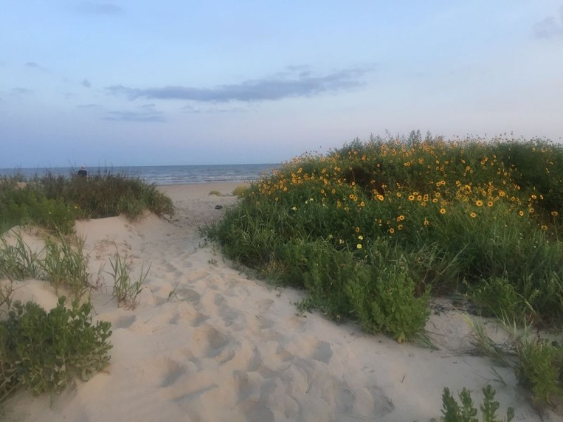 Create meme: plant , nature , Gdansk Bay Baltic Sea