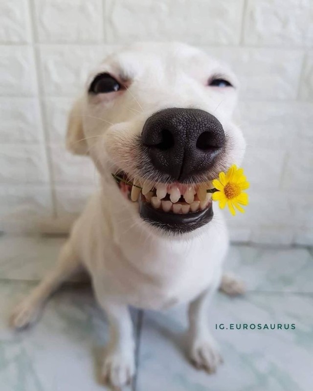 Create meme: smile dog, smiling dog, smiley dog jack russell