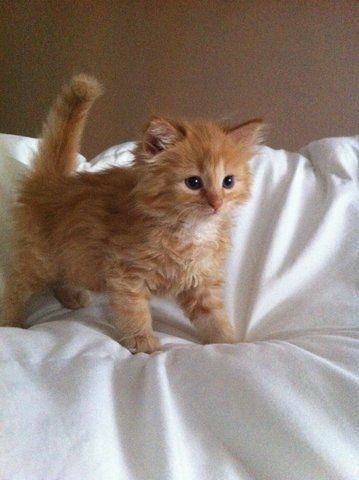 Create meme: kitten redhead, persian kitten red, kitty 