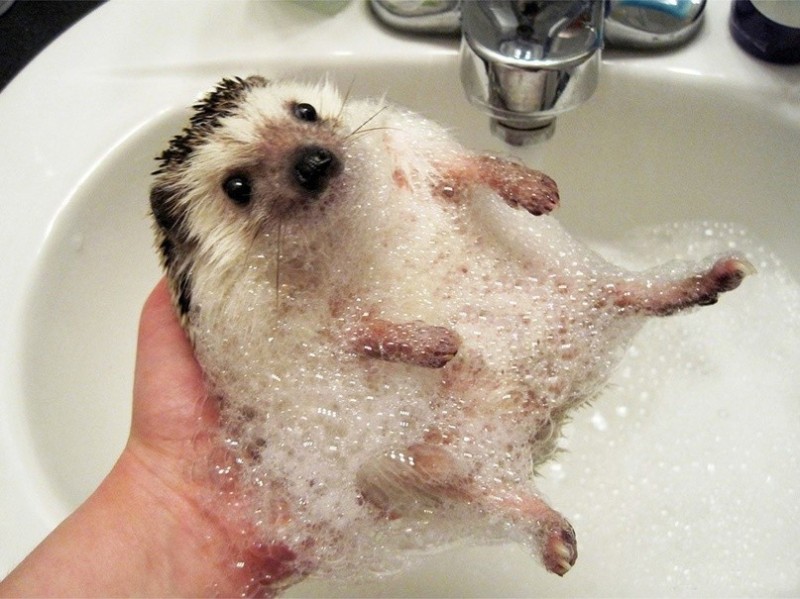 Create meme: hedgehog in the bathroom, cute hedgehog, hedgehog 