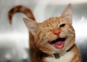 Create meme: cat funny, happy cat, smiling cat