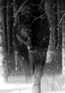 Create meme: black wolf in the woods art, black wolf werewolf, Black wolves