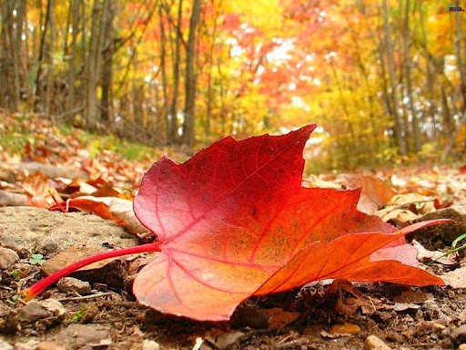 Create meme: maple leaves, Autumn leaves, red maple leaf