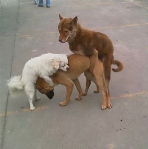 Create meme: dogs stuck funny, dogs mating