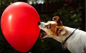 Создать мем: джек рассел, воздушные шары собаки, собачка шарик