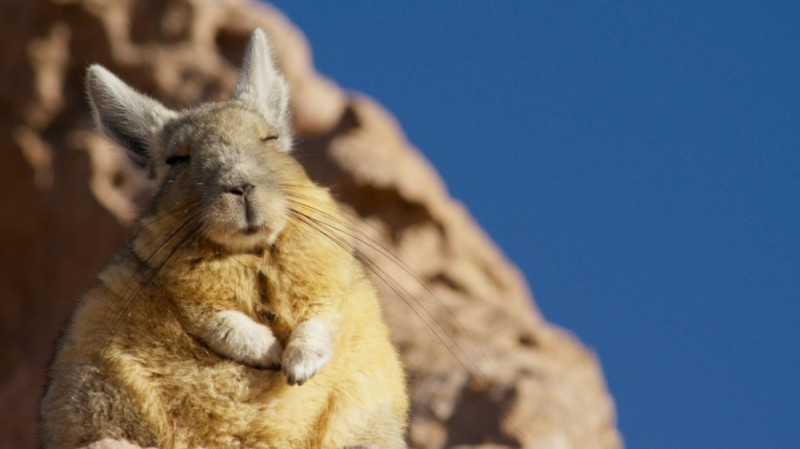 Create meme: mountain viscacha, mountain whiskey and chinchilla, chinchilla viskasha