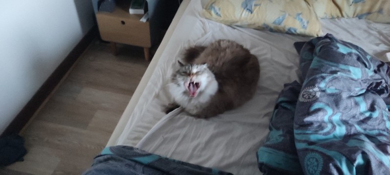 Create meme: the cat yawns, fluffy cat, seals 