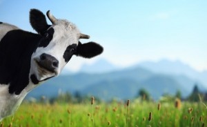 Create meme: cows on the meadow, cow, cow background