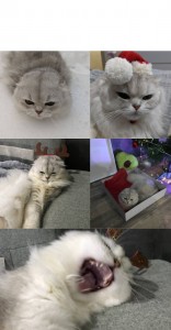 Create meme: cat, kitty, cute cat