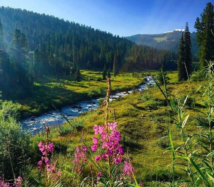 Создать мем: природа кемеровской области, заповедник кузнецкий алатау, баргузинский заповедник кипрей горный