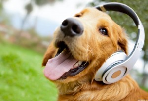Create meme: music for dogs, a dog in headphones is crying, dog with headphones pictures