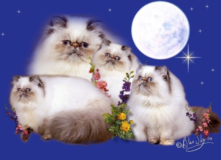 Create meme: Persian cat , Himalayan cat , Persian cat 