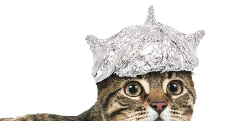 Create meme: the cat in the hat, the cat in the tinfoil hat, the cat in the tin foil hat