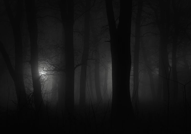 Create meme: dark forest background, beautiful dark forest, the background is gloomy