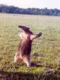 Create meme: anteaters , the anteater is funny, anteater on its hind legs