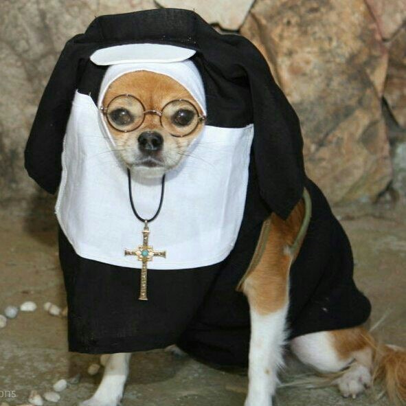 Create meme: The dog is a nun, The dog is a nun, Shiba Inu is a nun