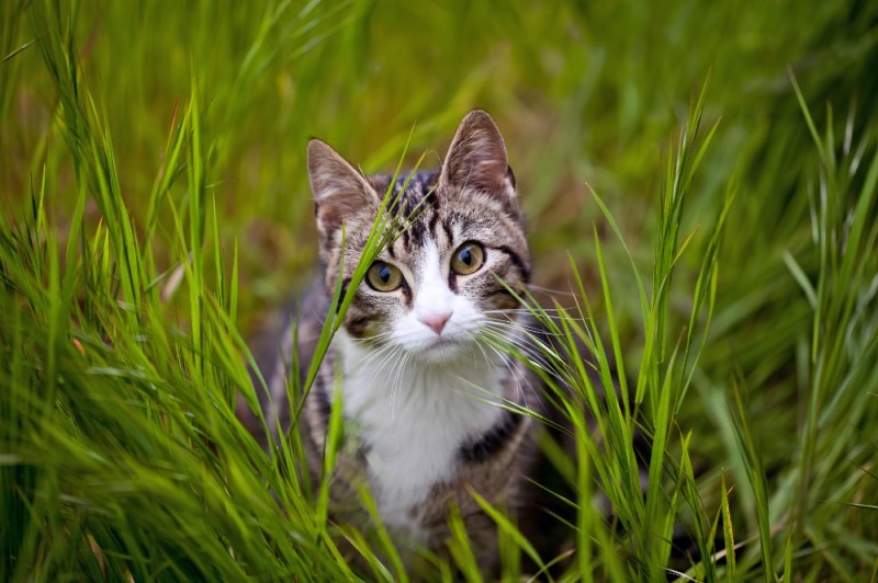Create meme: a cat on the green grass, cat view, cat 