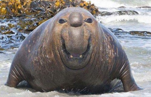 elephant seal meme plush