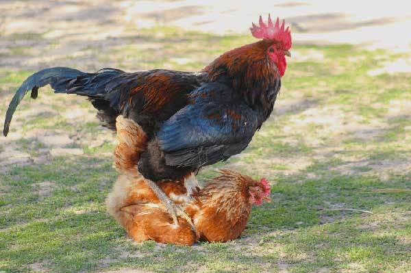 Create meme: rooster mating, the rooster tramples the chicken, chicken eggs