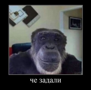 Create meme: monkey animals, people, fun