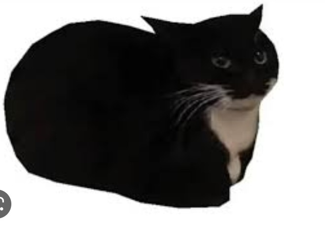 Create meme: cat , cat , black cat