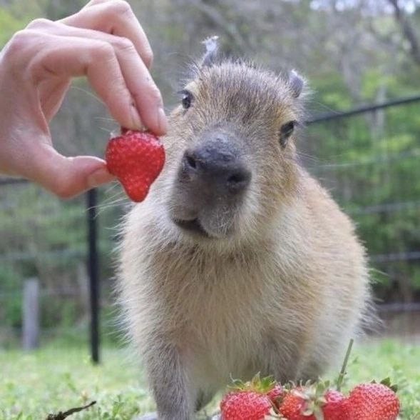 Create meme: funny capybara, a pet capybara, cute capybara