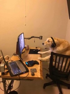 Create meme: dog, dog, the dog at the computer