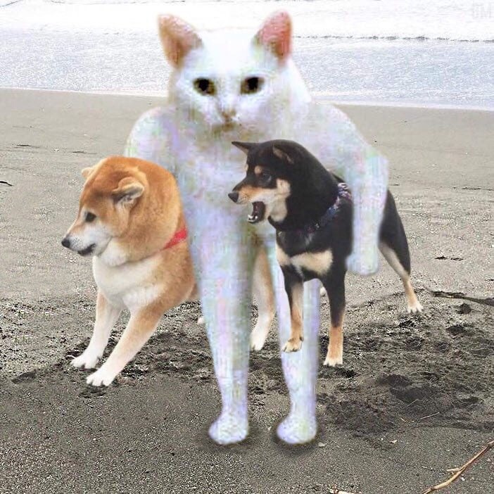 Create meme: shiba inu and the cat, dog Akita, Shiba inu 
