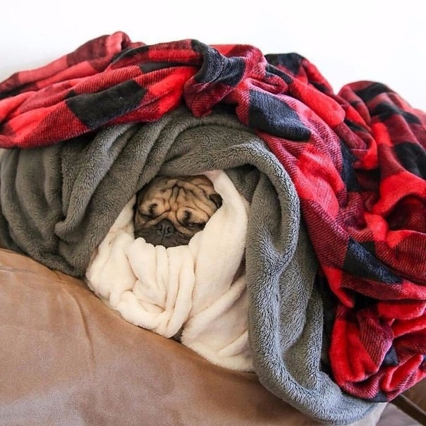 Create meme: warm plaid, a dog in a blanket, sleeping pug